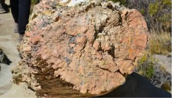Detalle de un tronco fosilizado antiguo con más de un metro de diámetro en el suelo seco