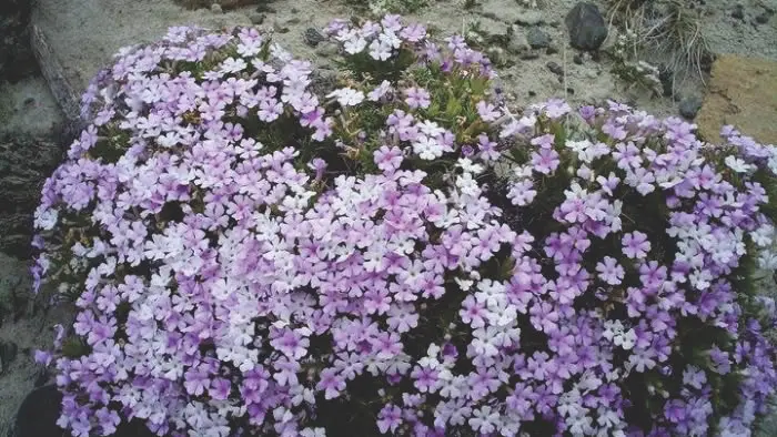 Ejemplar de la flora autóctona de la estepa patagónica adaptada a las condiciones climáticas secas