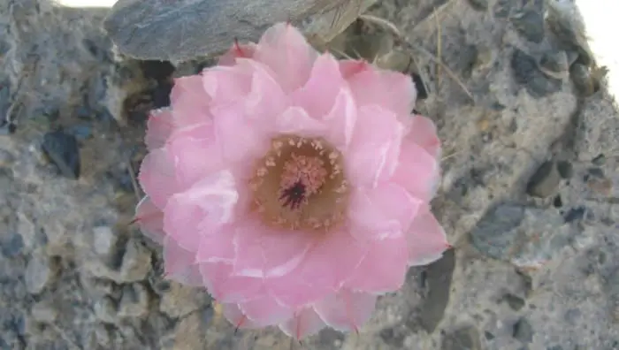Ejemplar de la flora autóctona de la estepa patagónica adaptada a las condiciones climáticas secas