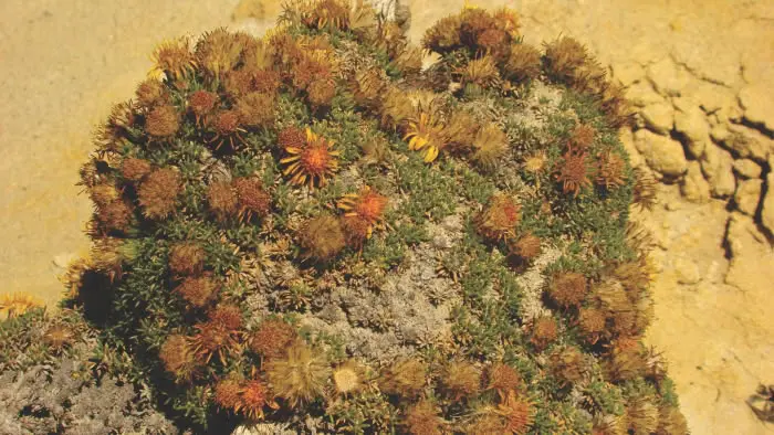 Ejemplar de la flora autóctona de la estepa patagónica adaptada a las condiciones climáticas secas