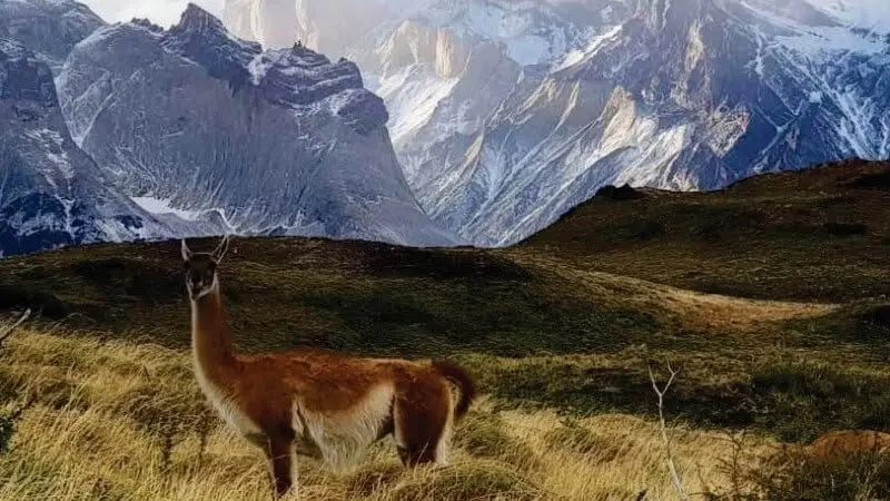 Encuentros con la naturaleza en nuestro tour 4x4 Fotografía de animales autóctonos de la Patagonia en la excursión desde El Calafate.