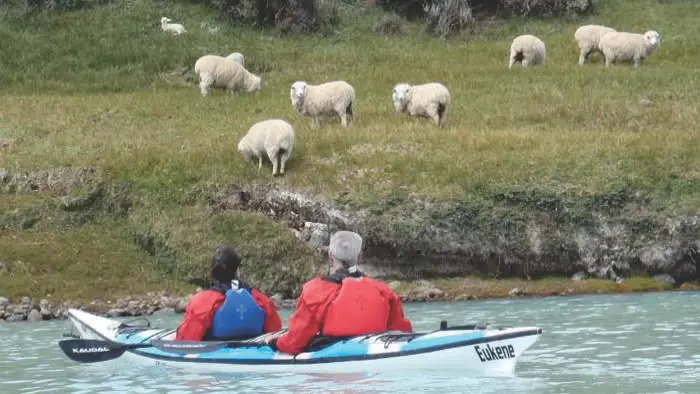 Avistaje de fauna autóctona y paisajes patagónicos durante los 90 minutos de navegación en kayak