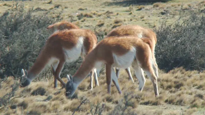 Grupo de guanacos cerca de Laguna Amarga durante el recorrido terrestre a Chile
