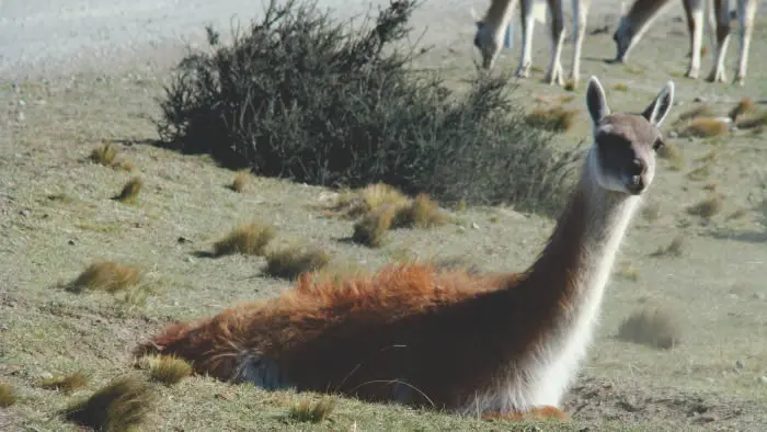 Encuentros con la naturaleza en nuestro tour 4x4. Grupo de guanacos cerca de Laguna Amarga durante el recorrido terrestre a Chile.