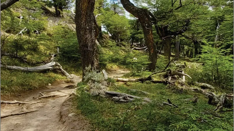 Sendero de bosque nativo de lengas y ñires camino a Laguna de los Tres