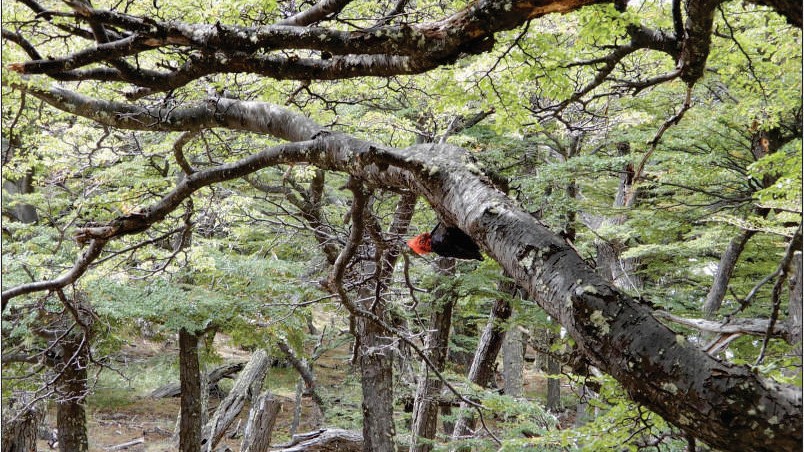 Laguna-de-los-tres_25