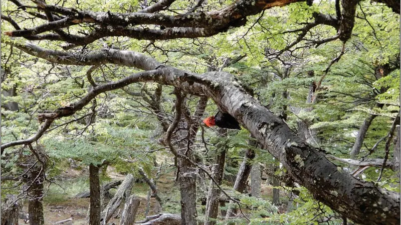 Bosque patagónico en el tramo final del trekking